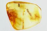 Four Fossil Springtails (Collembola) in Baltic Amber #325300-1